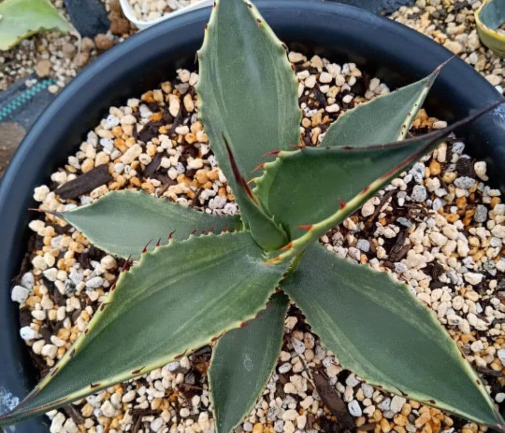 専用　フェロックス　斑入り　パリー　トランカータ　オバティフォリア　パラサナ