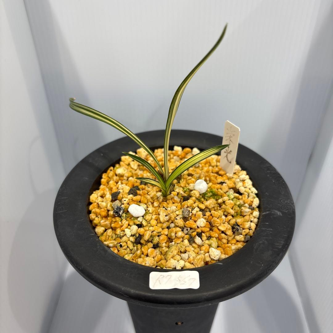 春蘭　韓国春蘭　栄光No.8 掘り出し物SALE