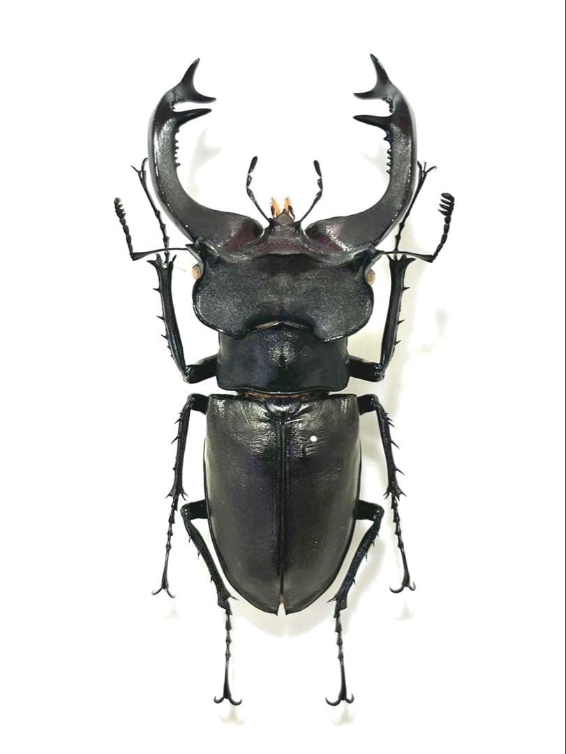 ユダイクスミヤマクワガタ　88mm ペア 標本