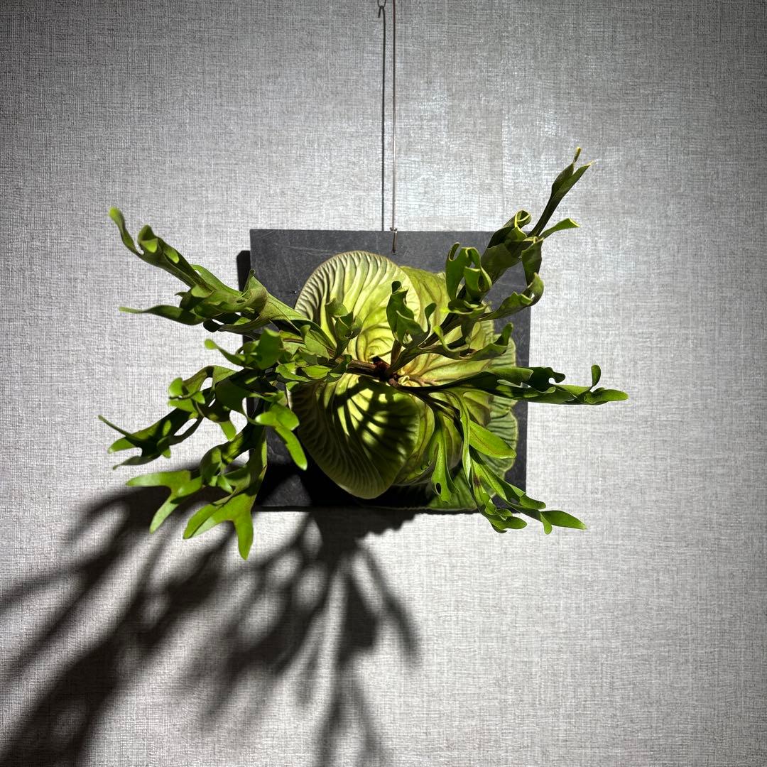 十*夜様 ビカクシダ　リドレイ　ワイルド　現地株　コウモリラン