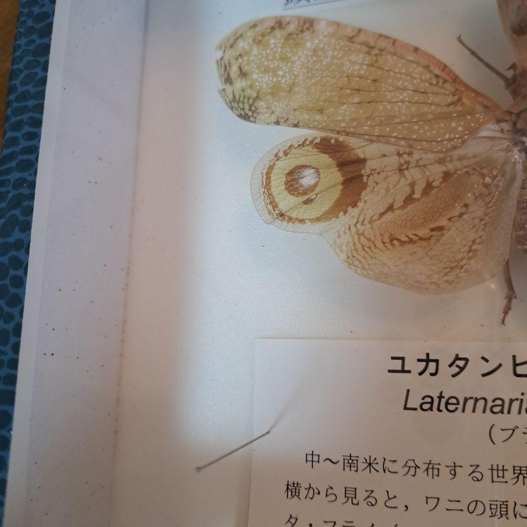 ユカタンビワハゴロモ 標本