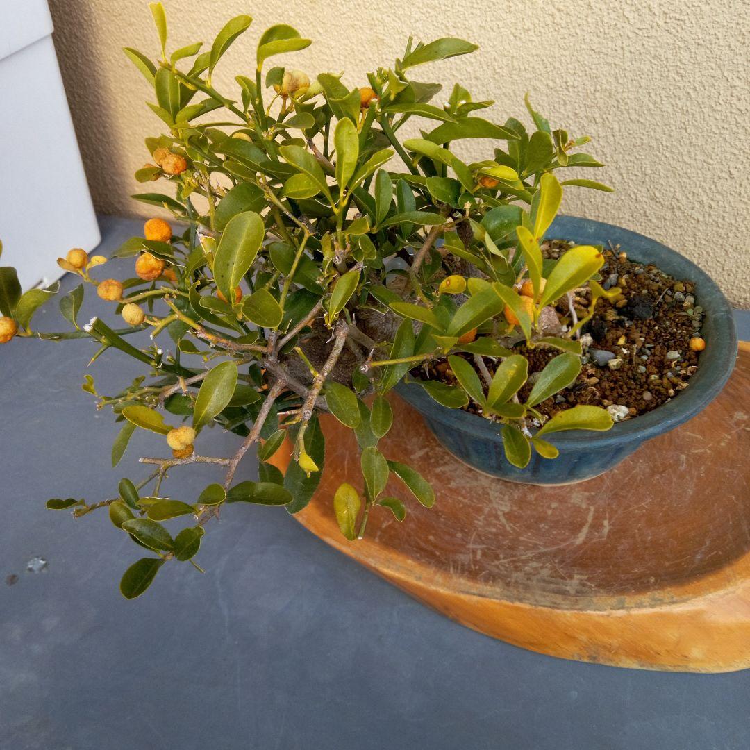 ゆり小品盆栽キンズ