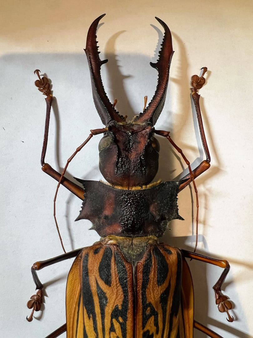 もんちゃ ペルー　オオキバB品標本　162mm弱　コーカサスオオカブト2頭