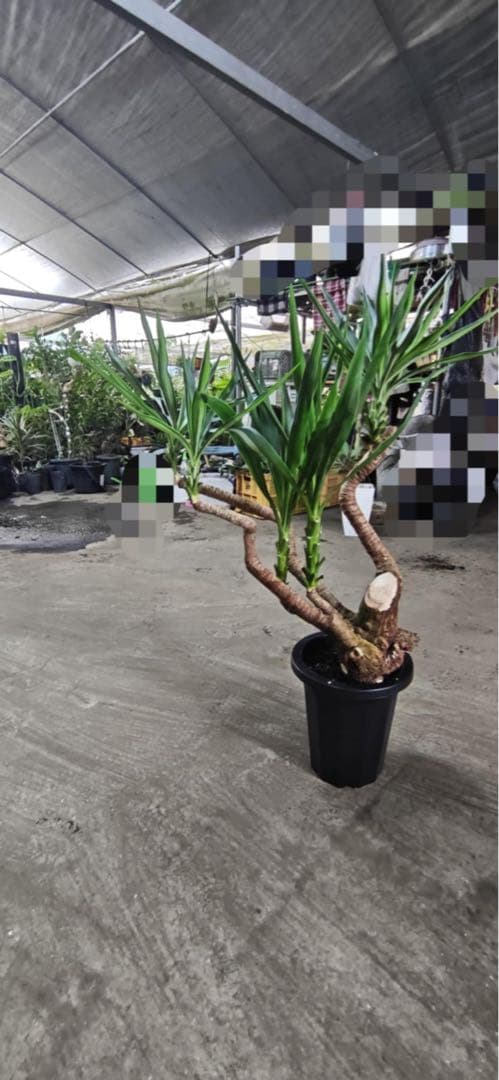 ユッカ 観葉植物 曲がった幹