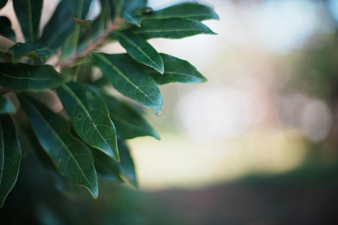 【整備＆テスト済】ニコン New Nikkor 50mm F1.4 後期 499