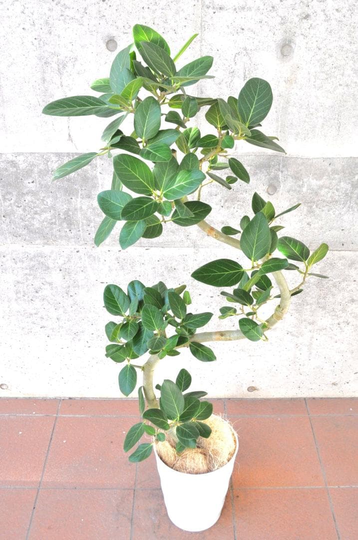 フィカス ベンガレンシス 8号 140cm S-shaped tree form