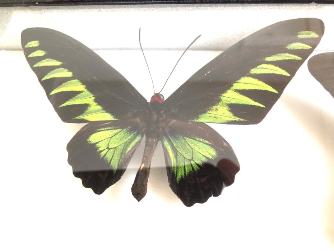 【大型 ドイツ箱・昭和41年印・当時物】蝶 大型 標本 レア 貴重