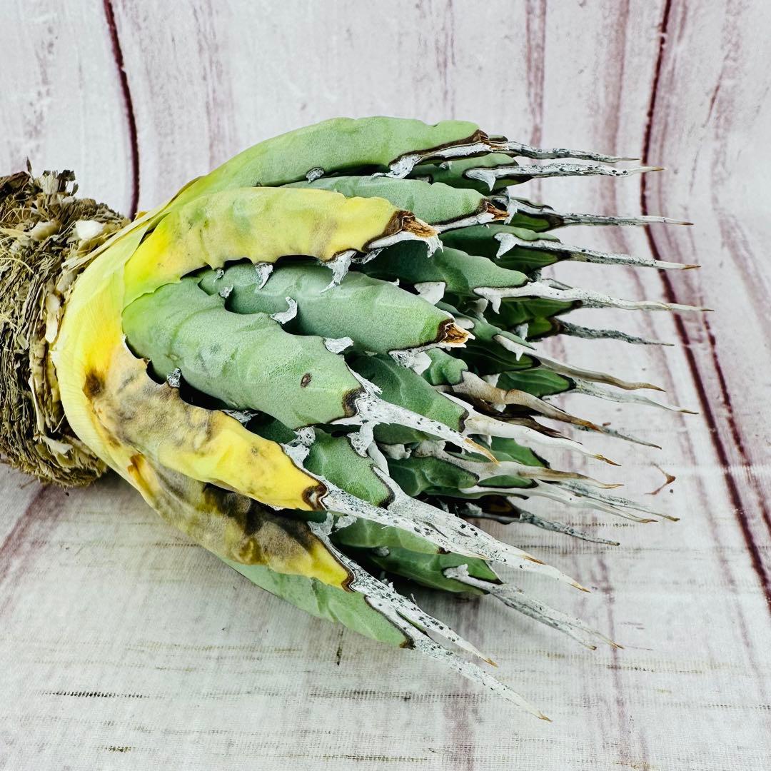 71 アガベ　ユタエンシス　エボリスピナ　肉厚　陽炎　太葉　ホワイトスパイン