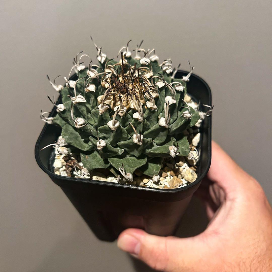 m*i様 アロンソイ　大疣　実生