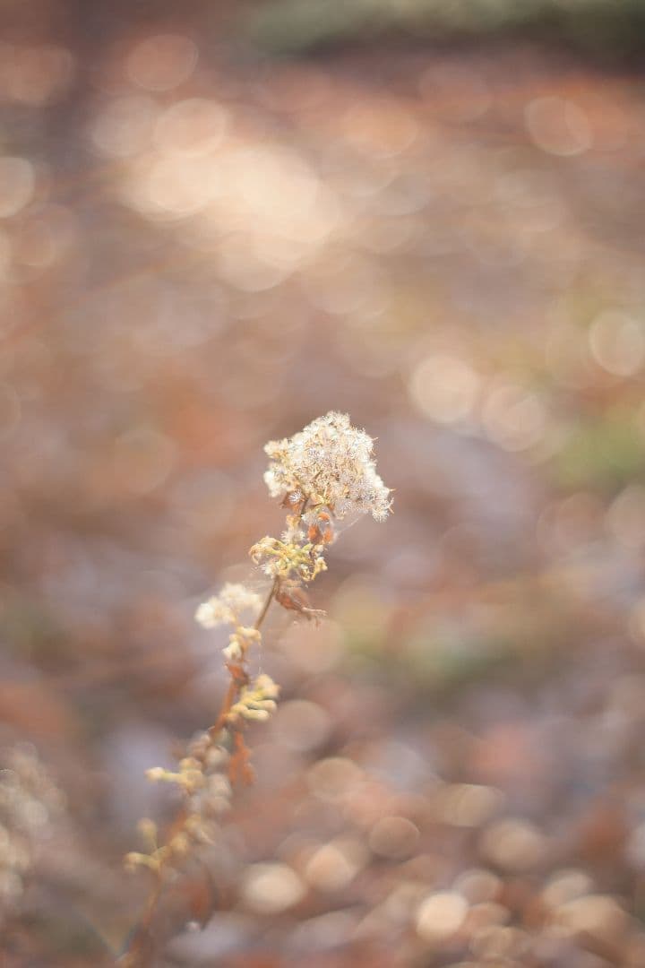 Super-Takumar 55mm F1.8 前期型 S/N：1138358