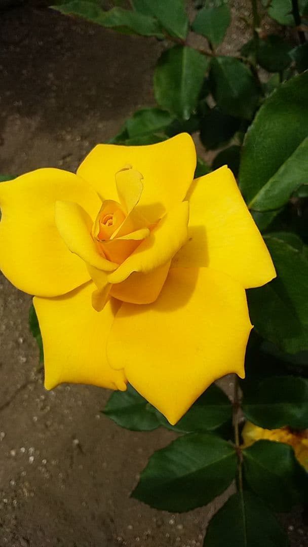 まりりんページ