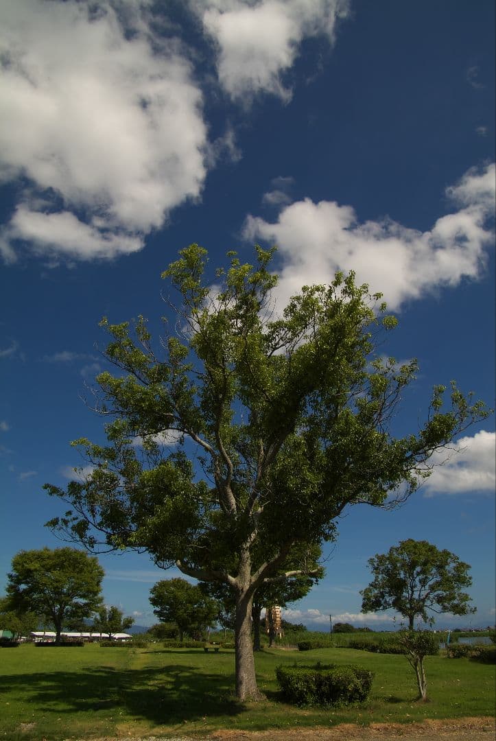 【最終価格】Tokina SD 16-50mm F2.8 AT-X Pro