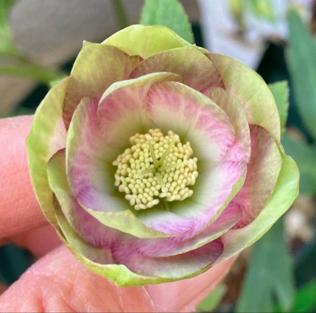 ヒ*イ様 ■かすり桜利休風■ 今季株分け クリスマスローズ