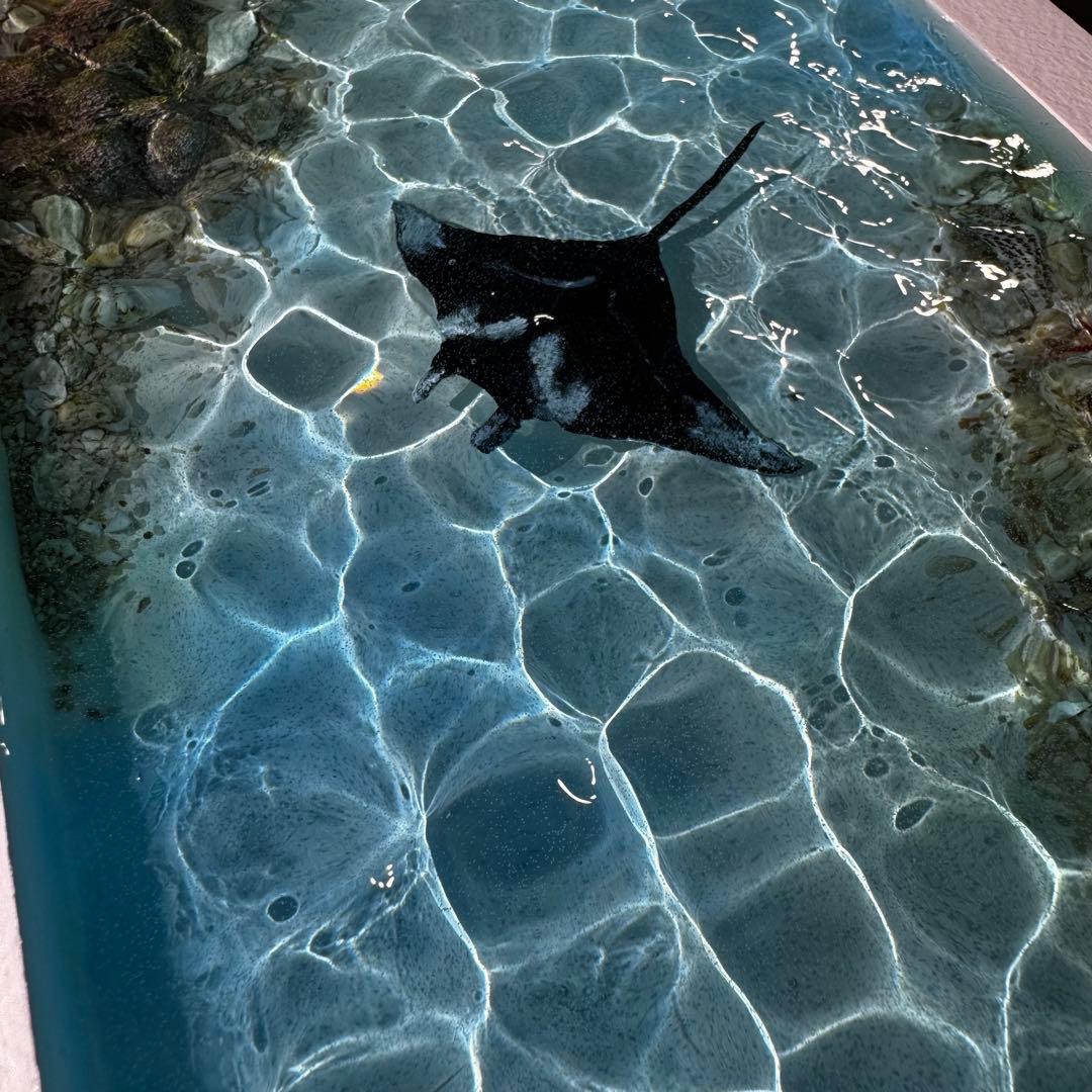 (壁掛け)レジンアート オーシャンアート マンタ 海 アート 波紋