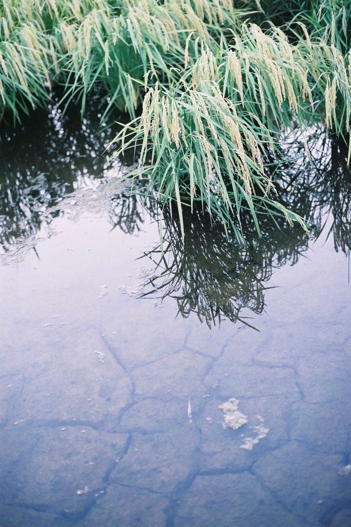 Nikon 一眼レフカメラ F2