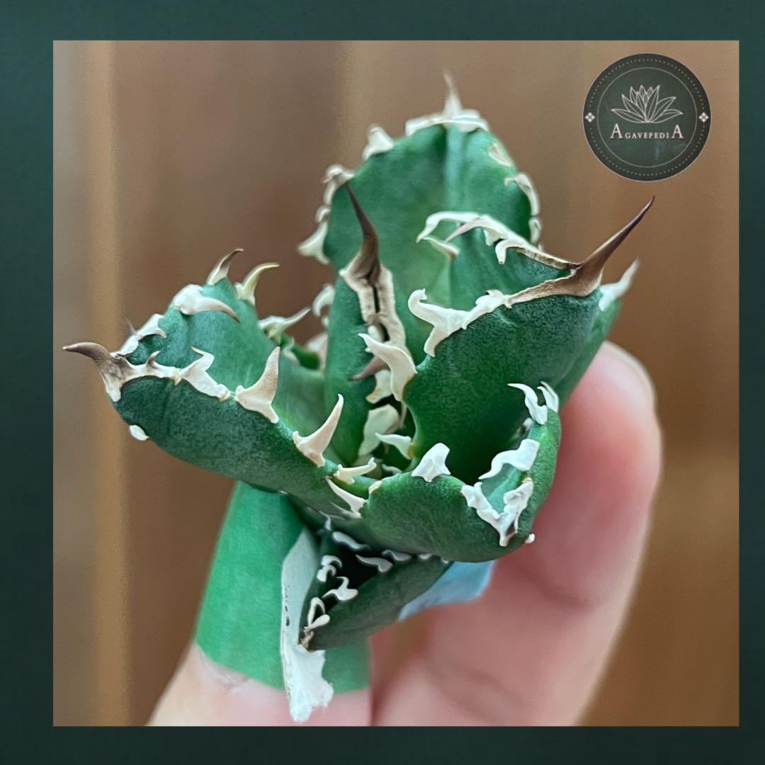 【REZA産】イラン株　選抜　アガベ　　NOVA ノヴァ　天芽　12月便