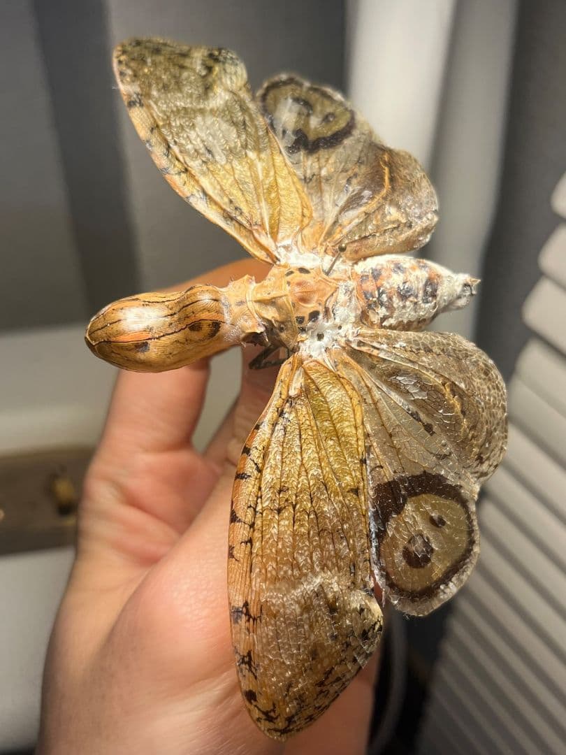 【65mm】オオテングビワハゴロモ 外国産蝶標本 標本 蝶 蛾 ヤママユ