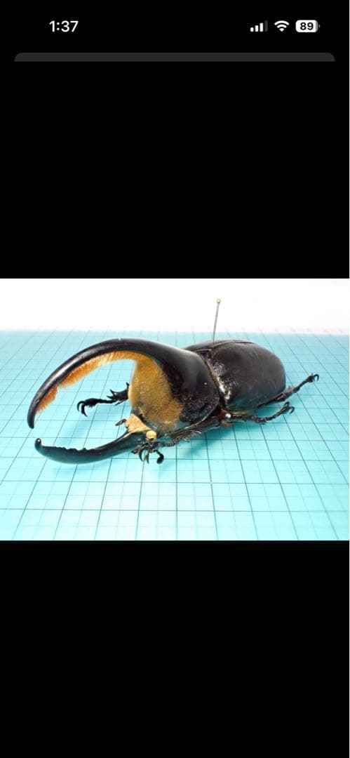 マルチ。〔返送〕