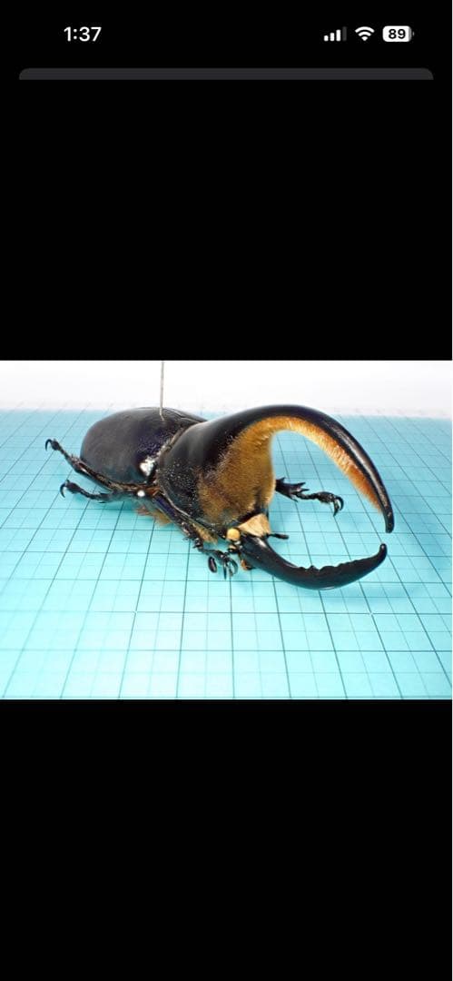 マルチ。〔返送〕