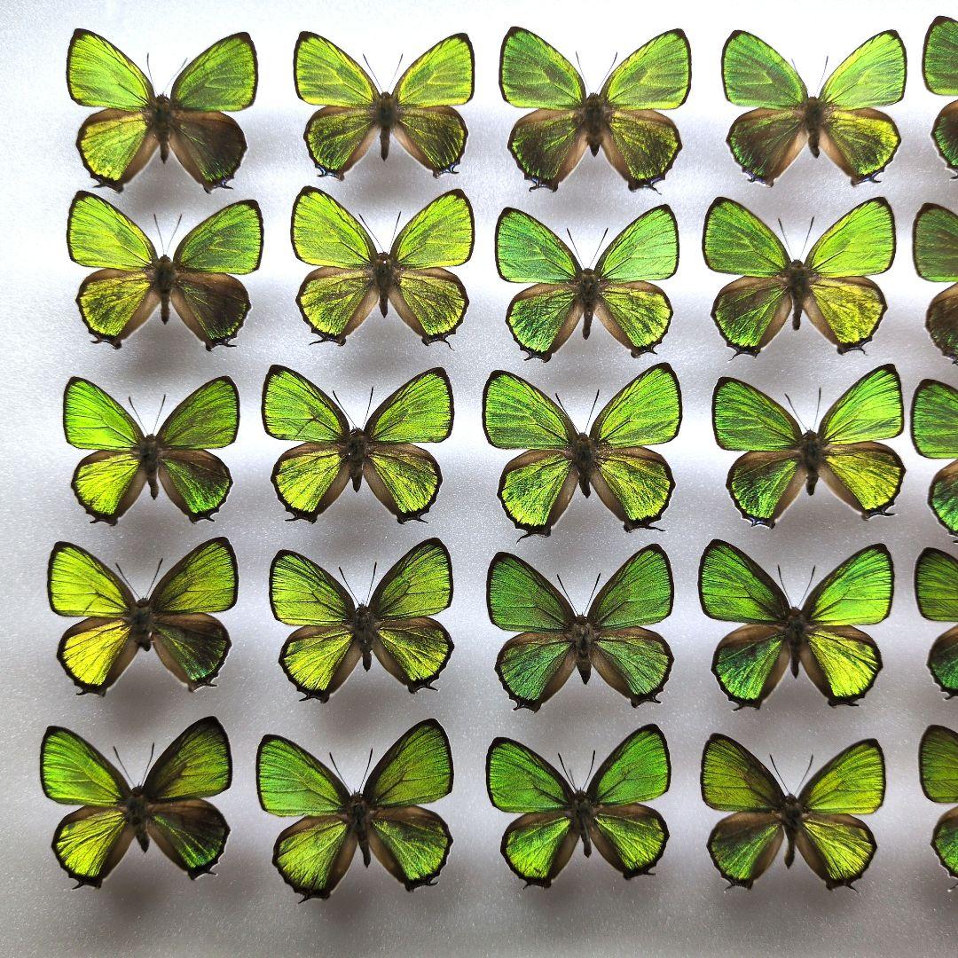 蝶標本　ウスアオオナガウラナミシジミ　3♂