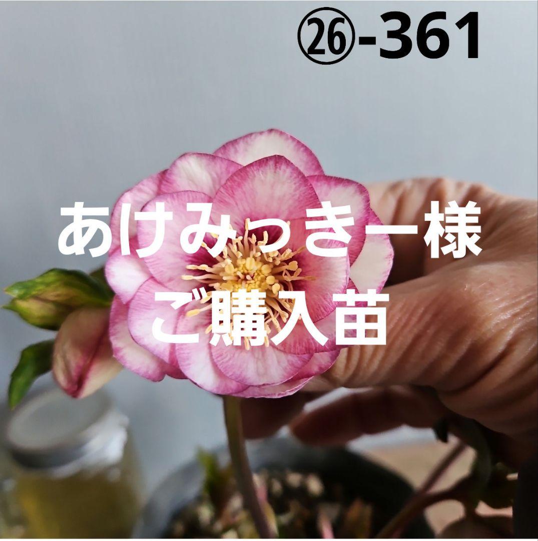 あけみっきー様ご購入苗㉖-361㉖-120㉖-359クリスマスローズ