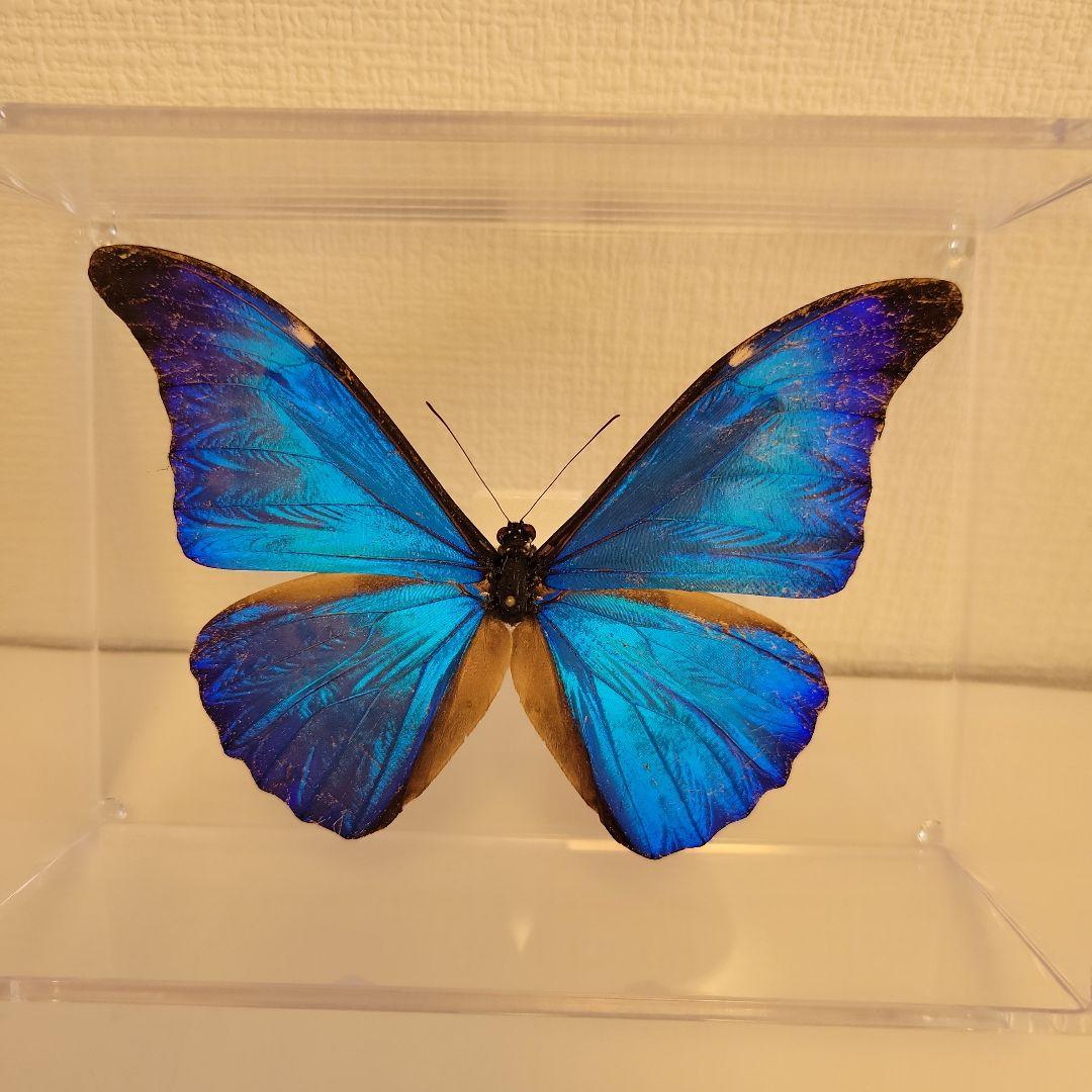蝶の標本　熱帯ジャングルを舞う宝石(特珍)