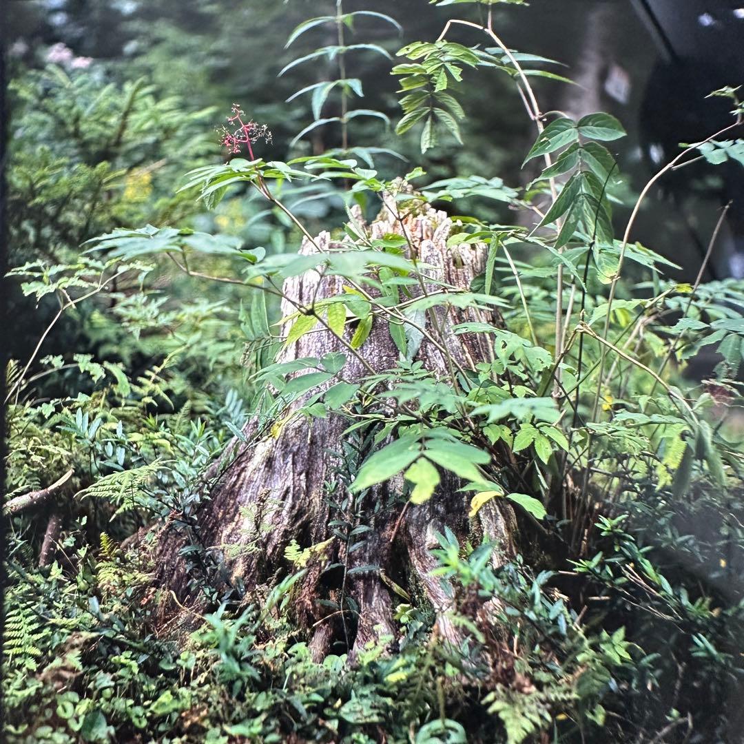 二眼レフカメラ AUTOCORD ミノルタ オートコード 付属品多数 作例あり