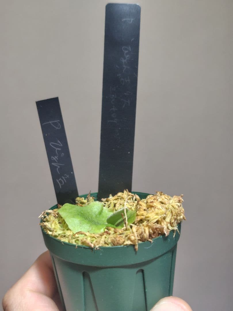 ビカクシダ　ぴょん吉