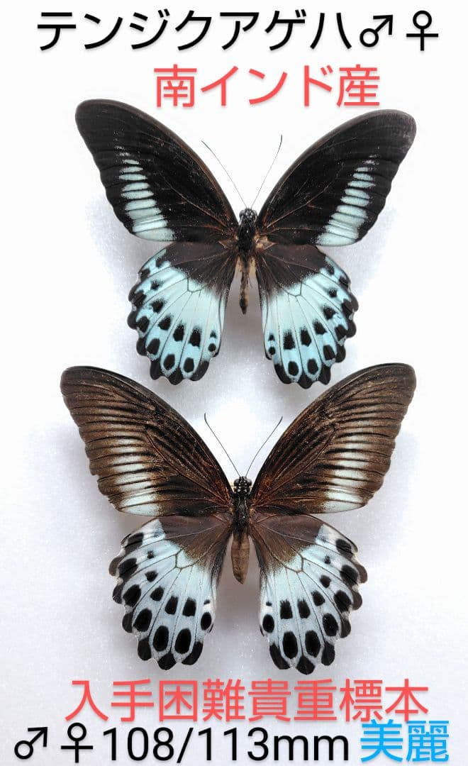 年末価格‼️テンジクアゲハ♂♀標本★南インド産★原名亜種美麗入手困難♀稀種