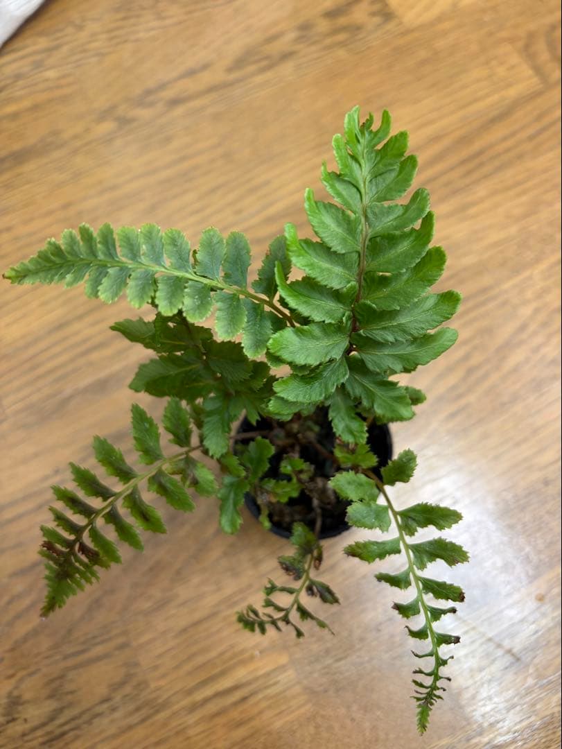 空*草様 ★ヘイケイヌワラビ　島根県産　胞子培養株