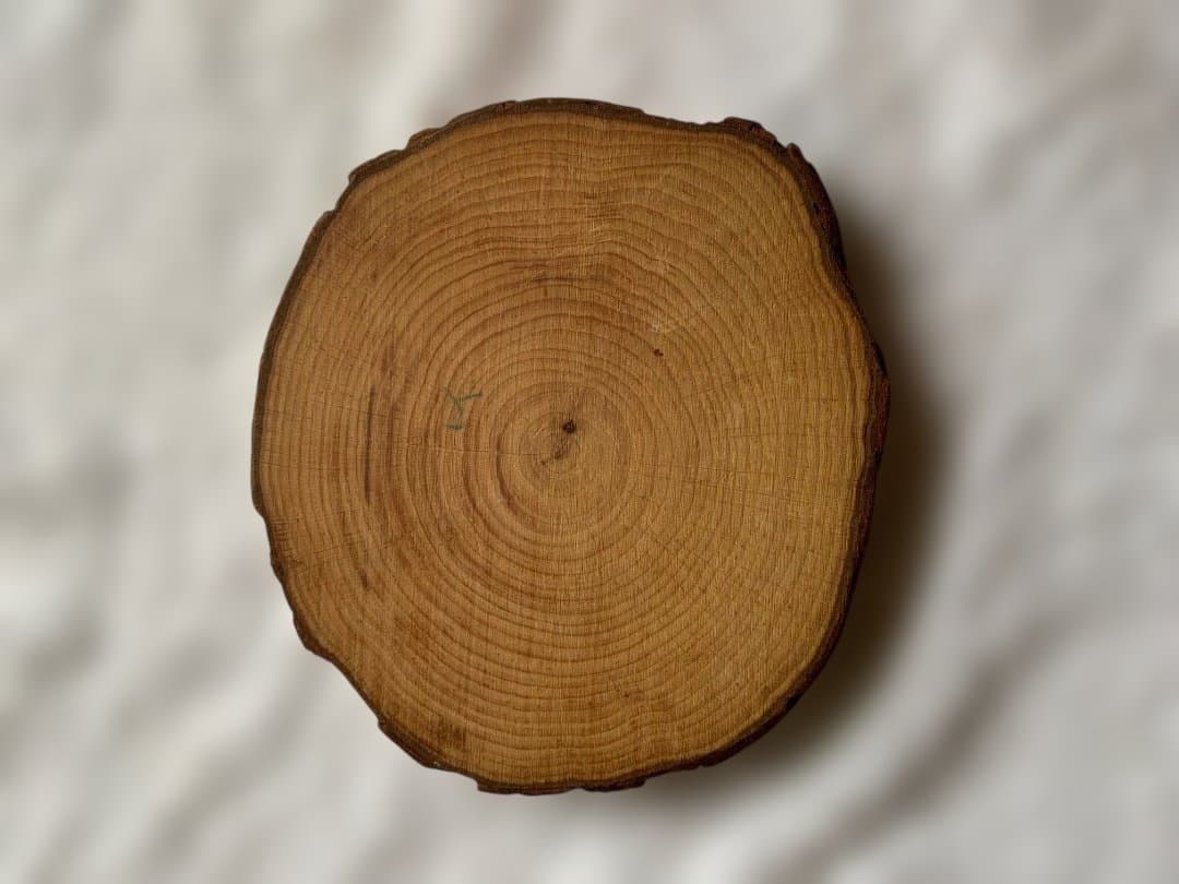 マジックウッド　ツリーブロックス　積み木（中古・正規輸入品）