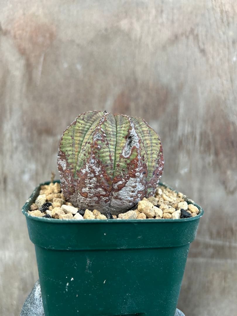 ユーフォルビアオベサ2株セット