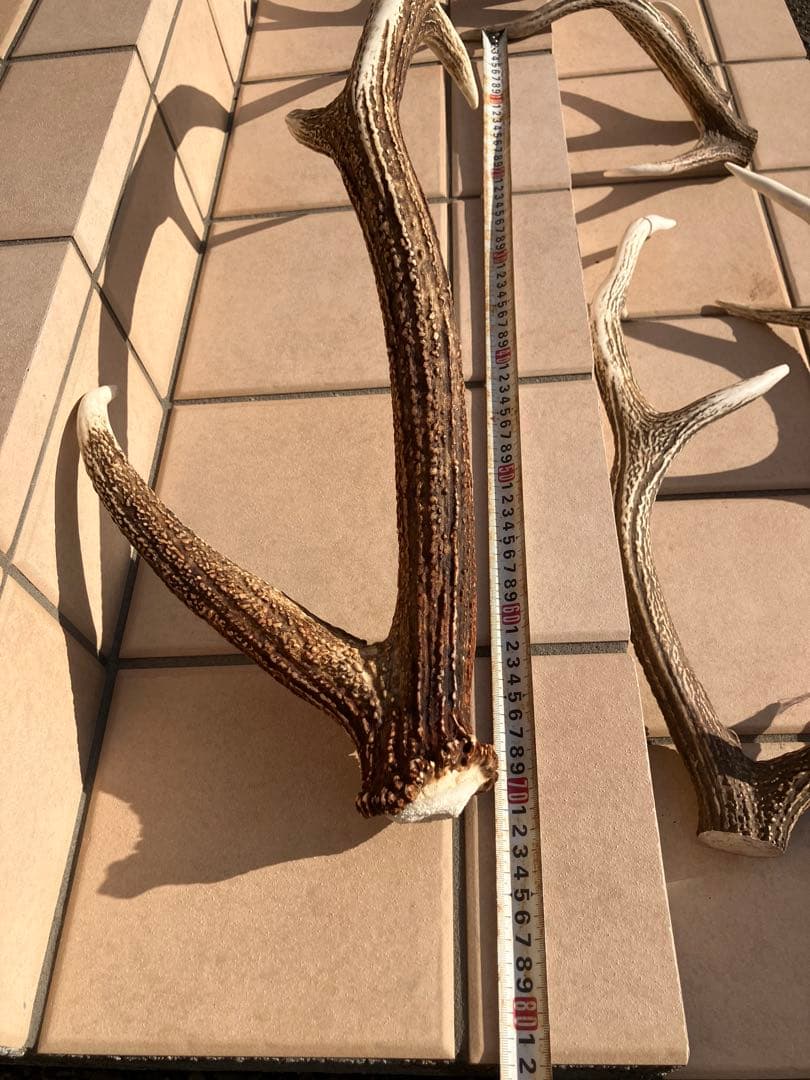 鹿の角/天然蝦夷鹿の角/蝦夷鹿/鹿のツノ/角