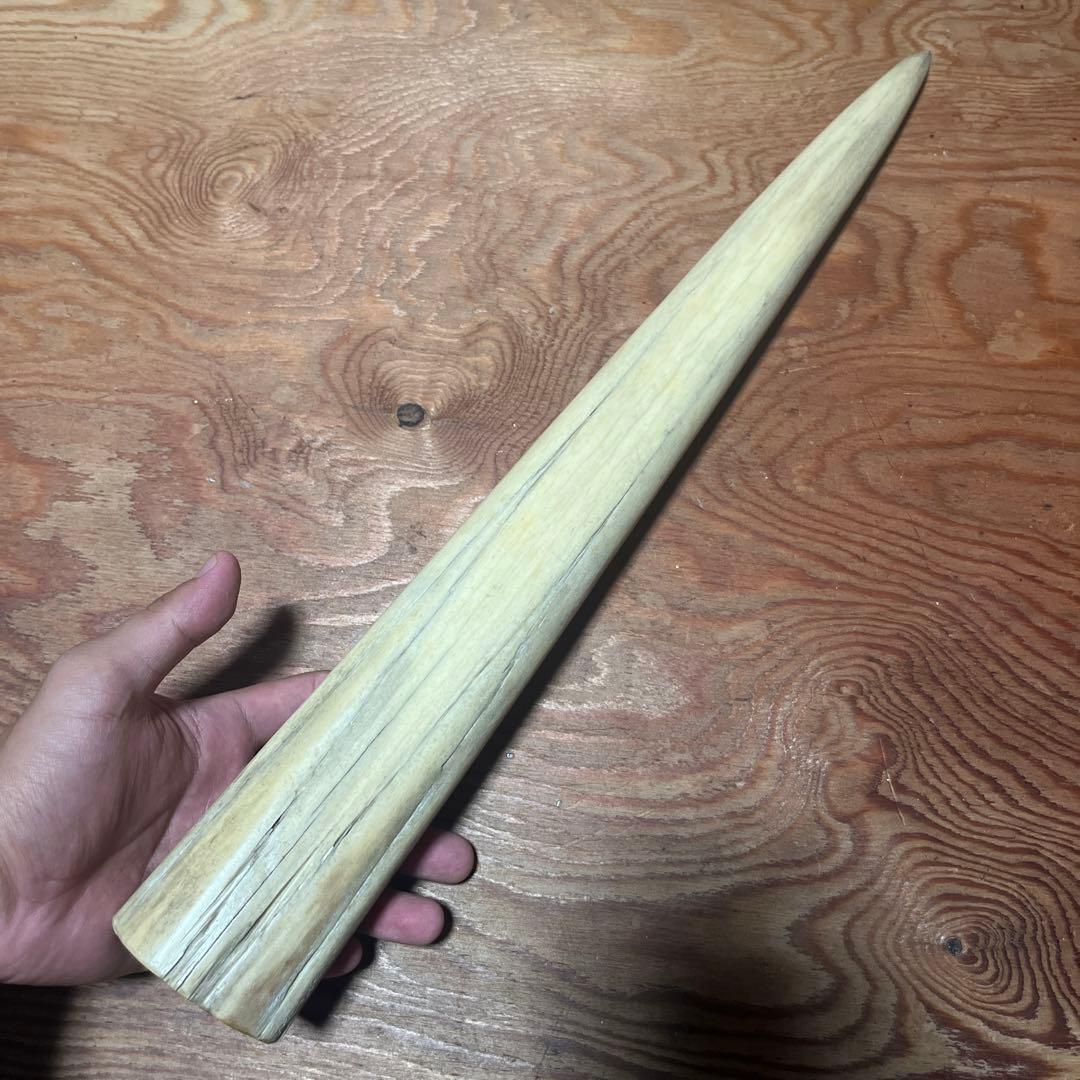 シロカワカジキ 角 特大 激レア！