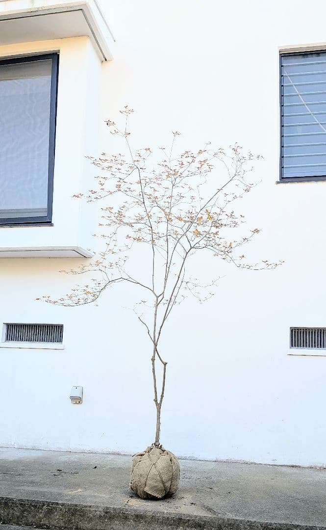 鮮美透涼。山採りドウダンツツジ。