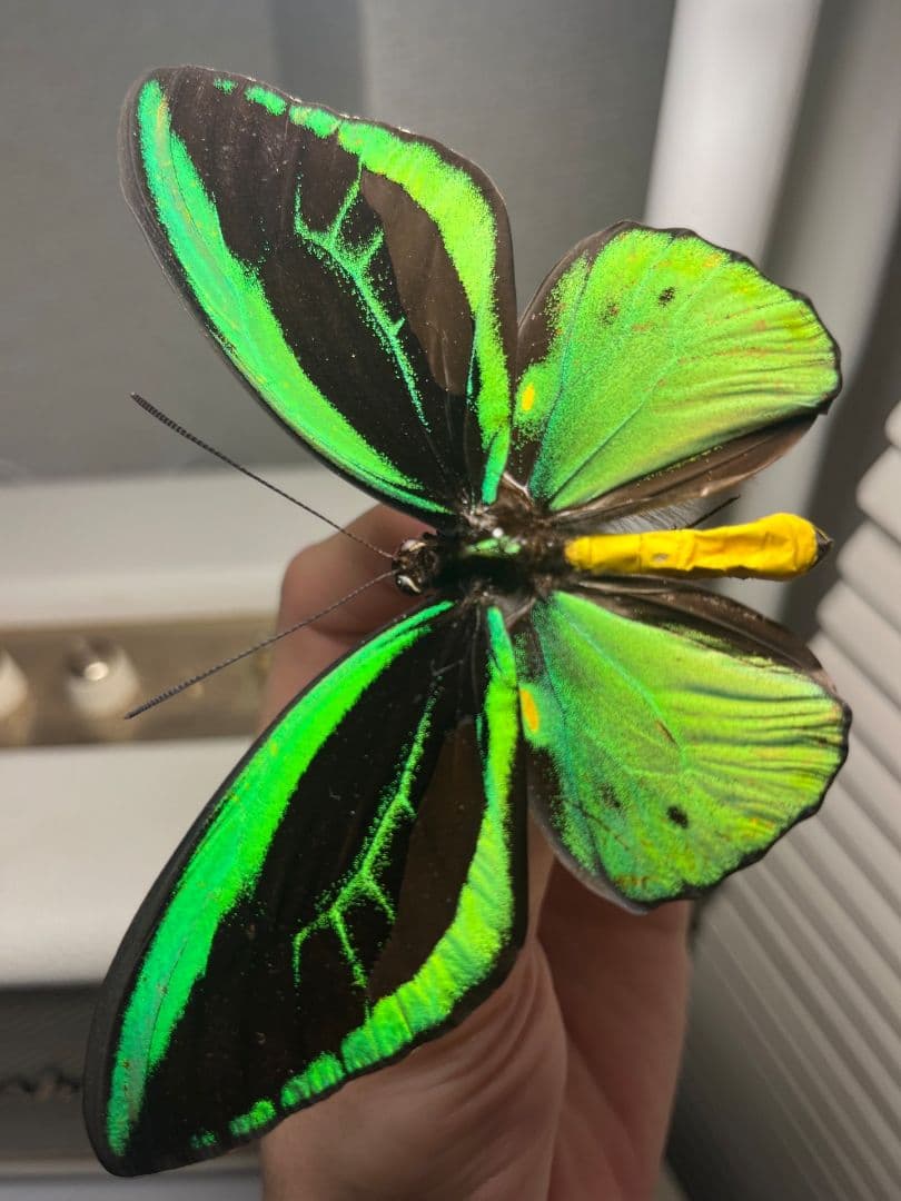 ミドリメガネトリバネアゲハ 展翅標本 外国産蝶標本 標本 蝶 採集品 アカエリ