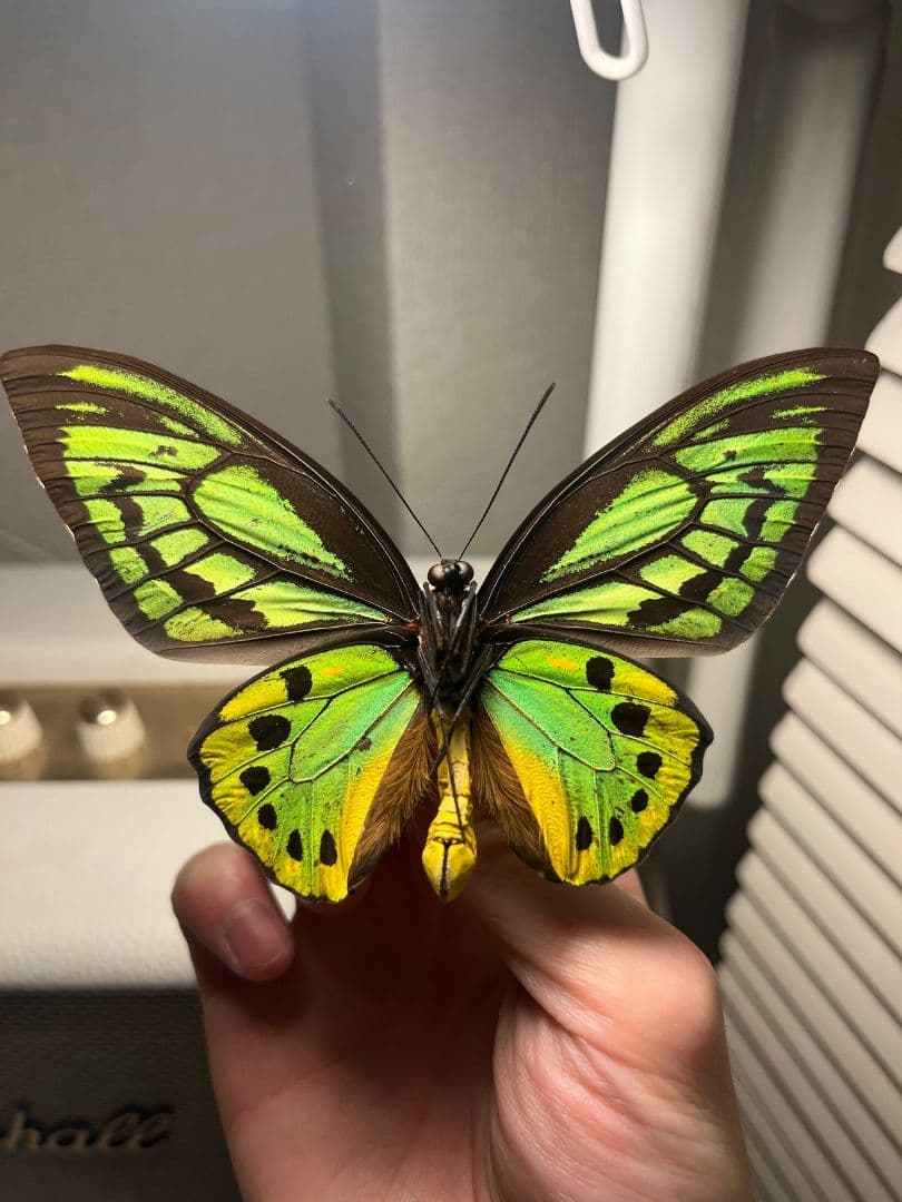 ミドリメガネトリバネアゲハ 展翅標本 外国産蝶標本 標本 蝶 採集品 アカエリ