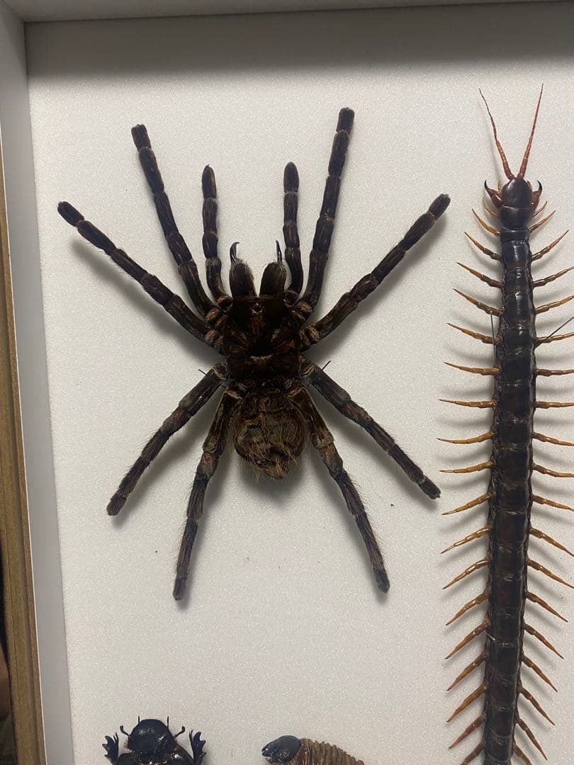 大型　ゴライアスバードイーター