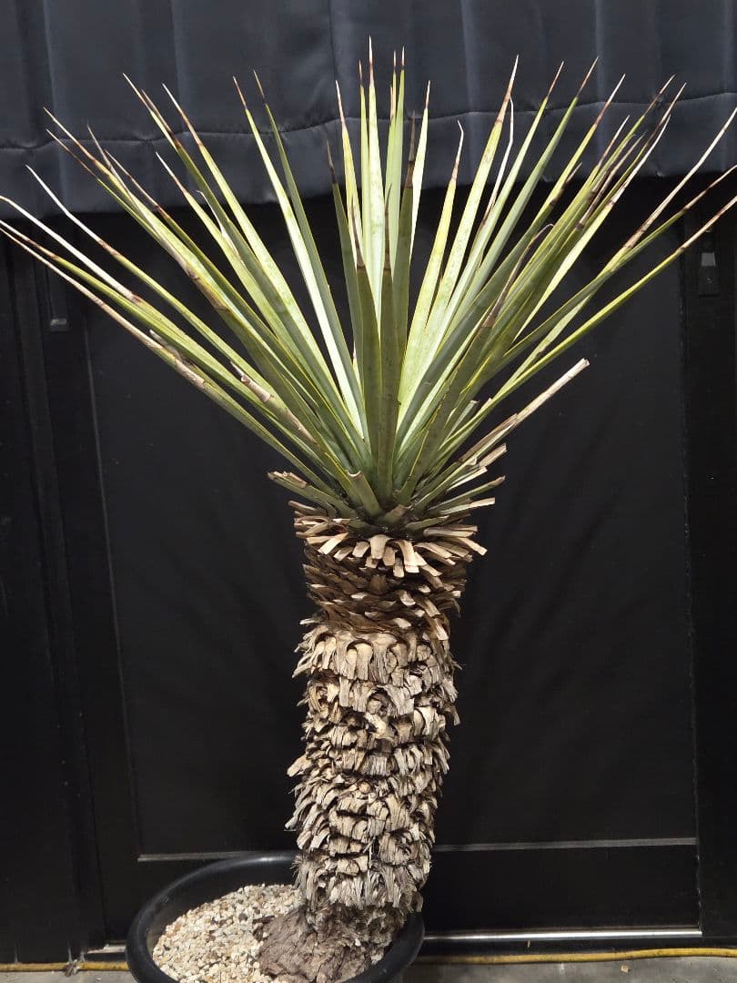 専用出品 特割 ユッカリギダ (あ)