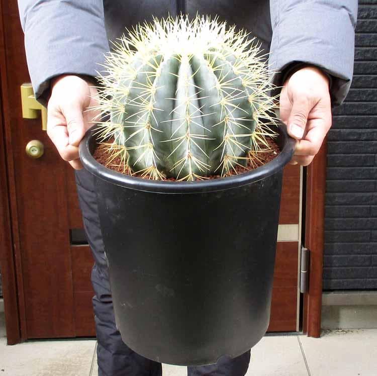 【現品】サボテン・王冠竜　フェロカクタス（おうかんりゅう）　9号　KM番