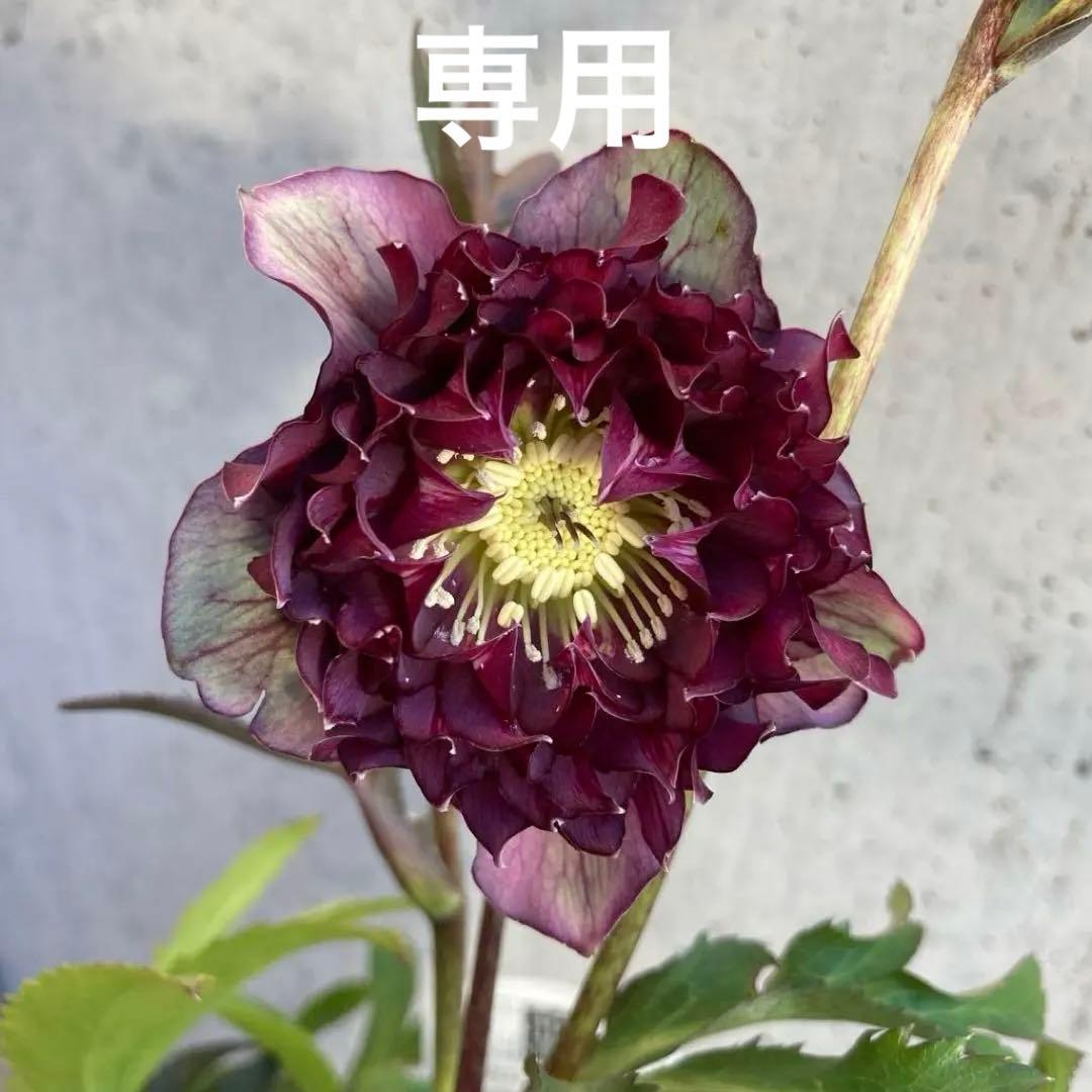 クリスマスローズ　開花株　4.5寸 　広瀬園芸　MIYABIです。