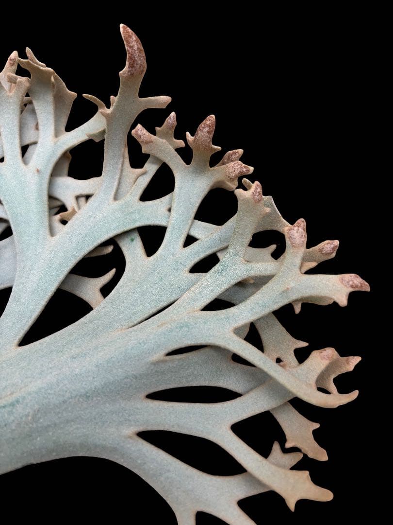 B*s様 P.willinckii yellow moon dawrf 胞子