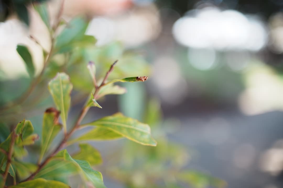 【極美品】動作◎ オリンパス Zuiko Auto-s 40mm F2 728