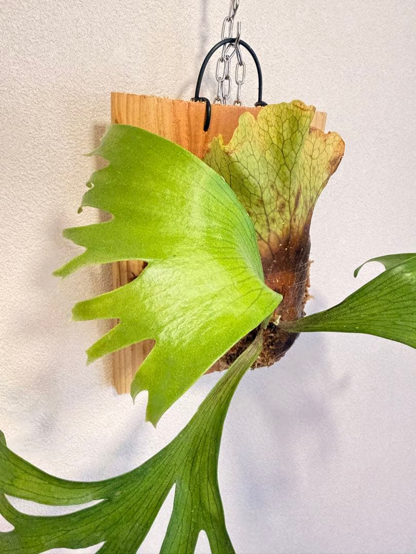 Green Nook　ビカクシダP. Flamenco