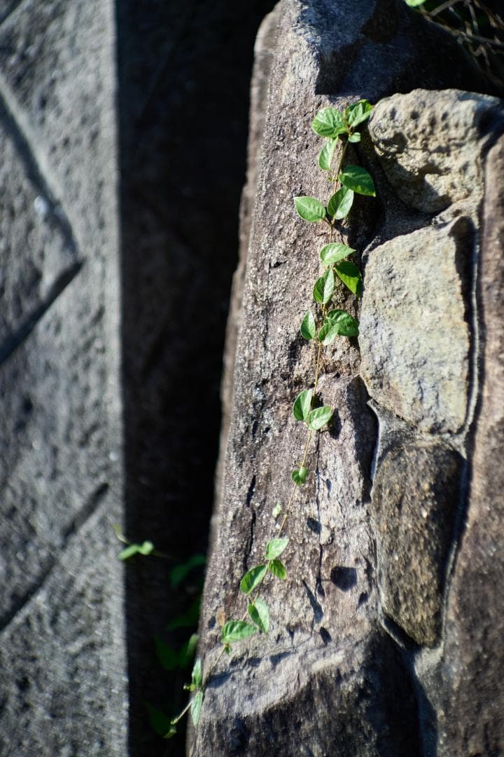 Nippon Kogaku NIKKOR-S・C 5cm F1.4 Sマウント