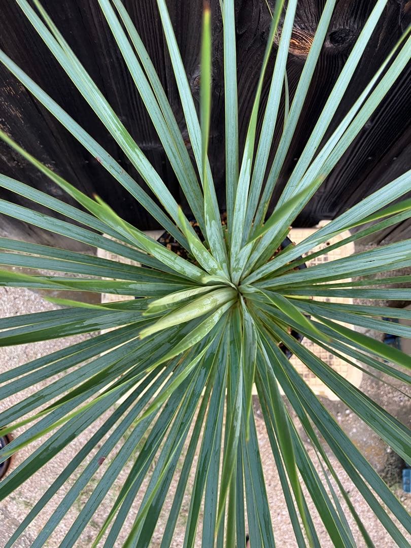 ユッカ ロストラータ　実生1 鉢付き