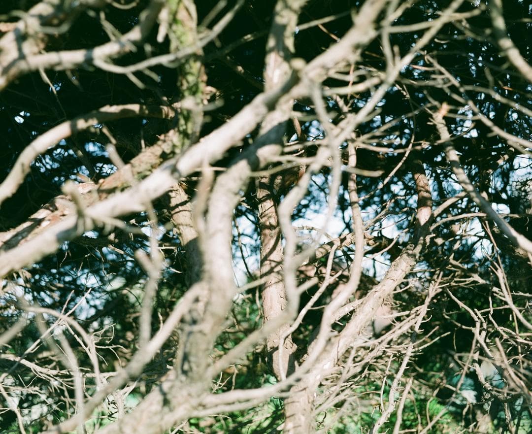 作例あり　マミヤ RB67 Pro-S + SEKOR C 127mm 3.8