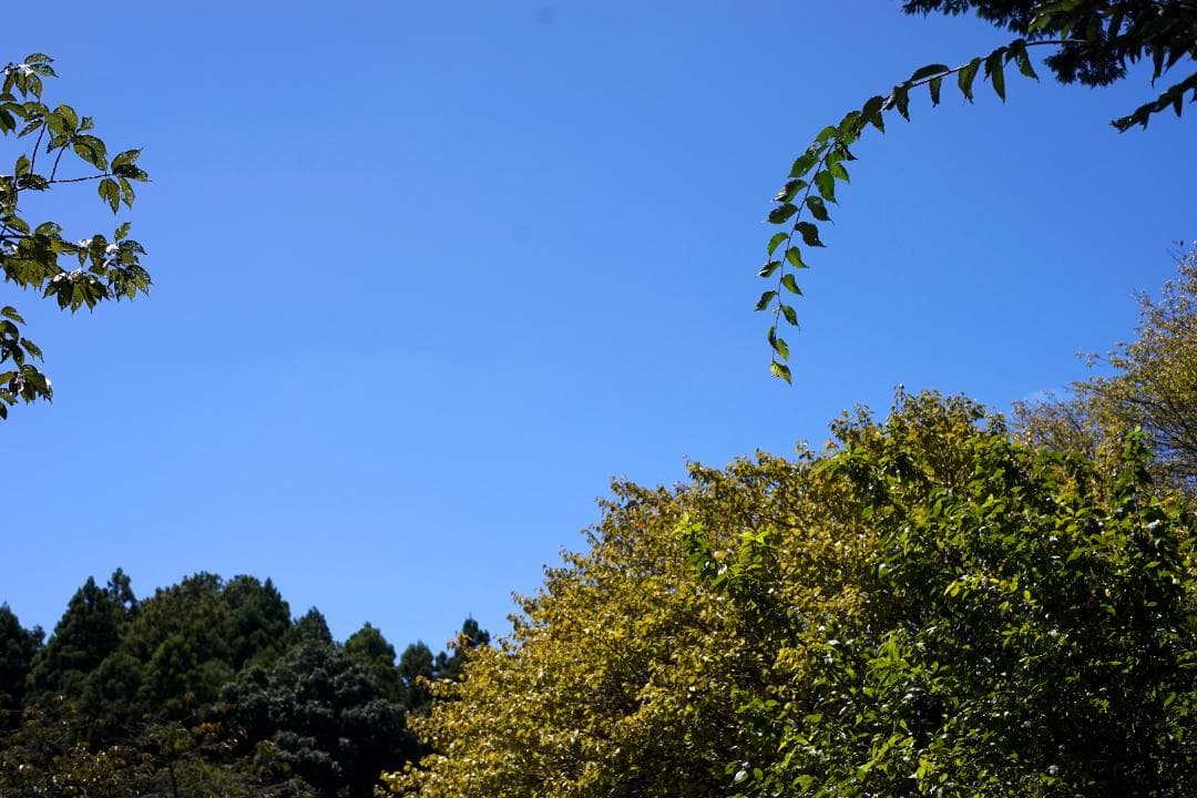 RICOH XR RIKENON 50mm f2 L 整備済 完動品 208