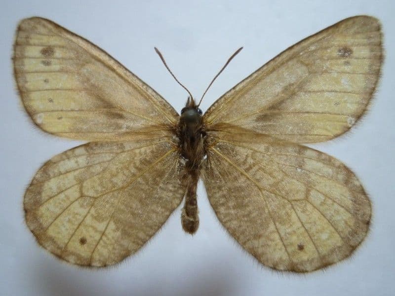 カ*ボ様 【国産蝶標本】タカネヒカゲ/長野県-富山県.鹿島槍産/41mm