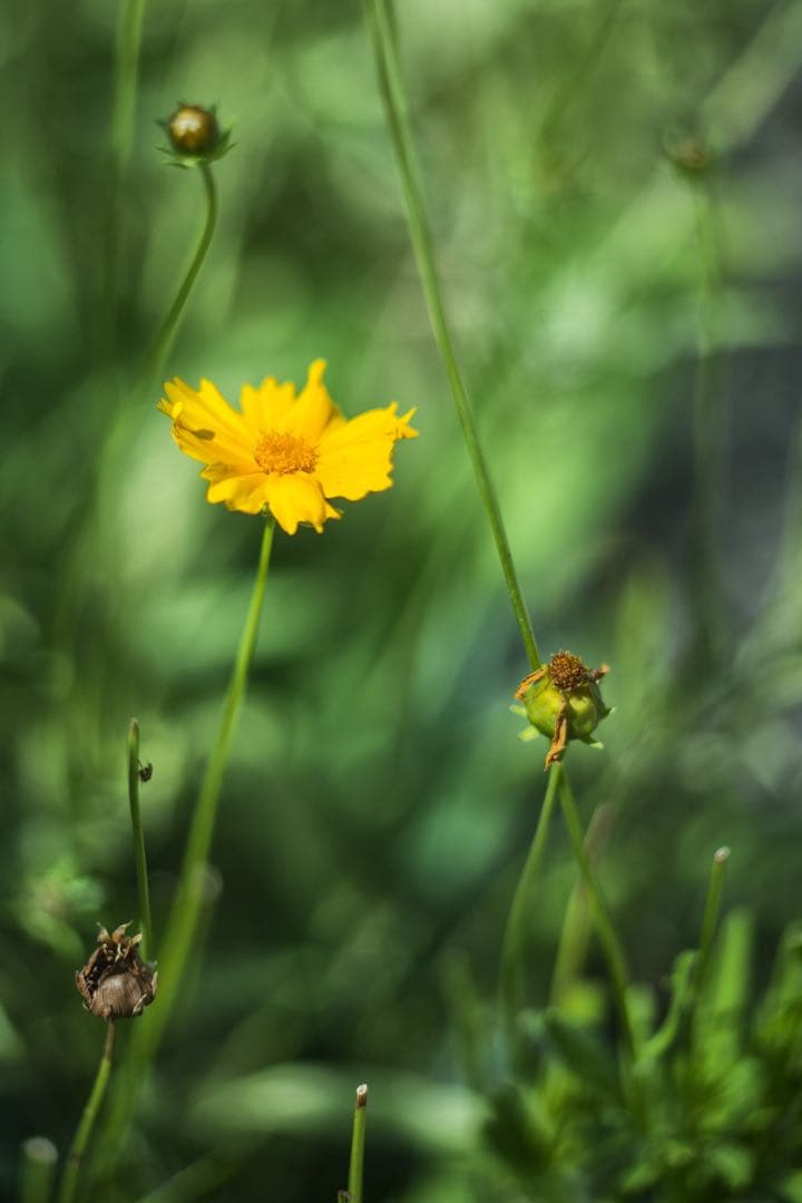 ゼブラ LOMO Helios-92 92mm f2 オールドレンズ 単焦点